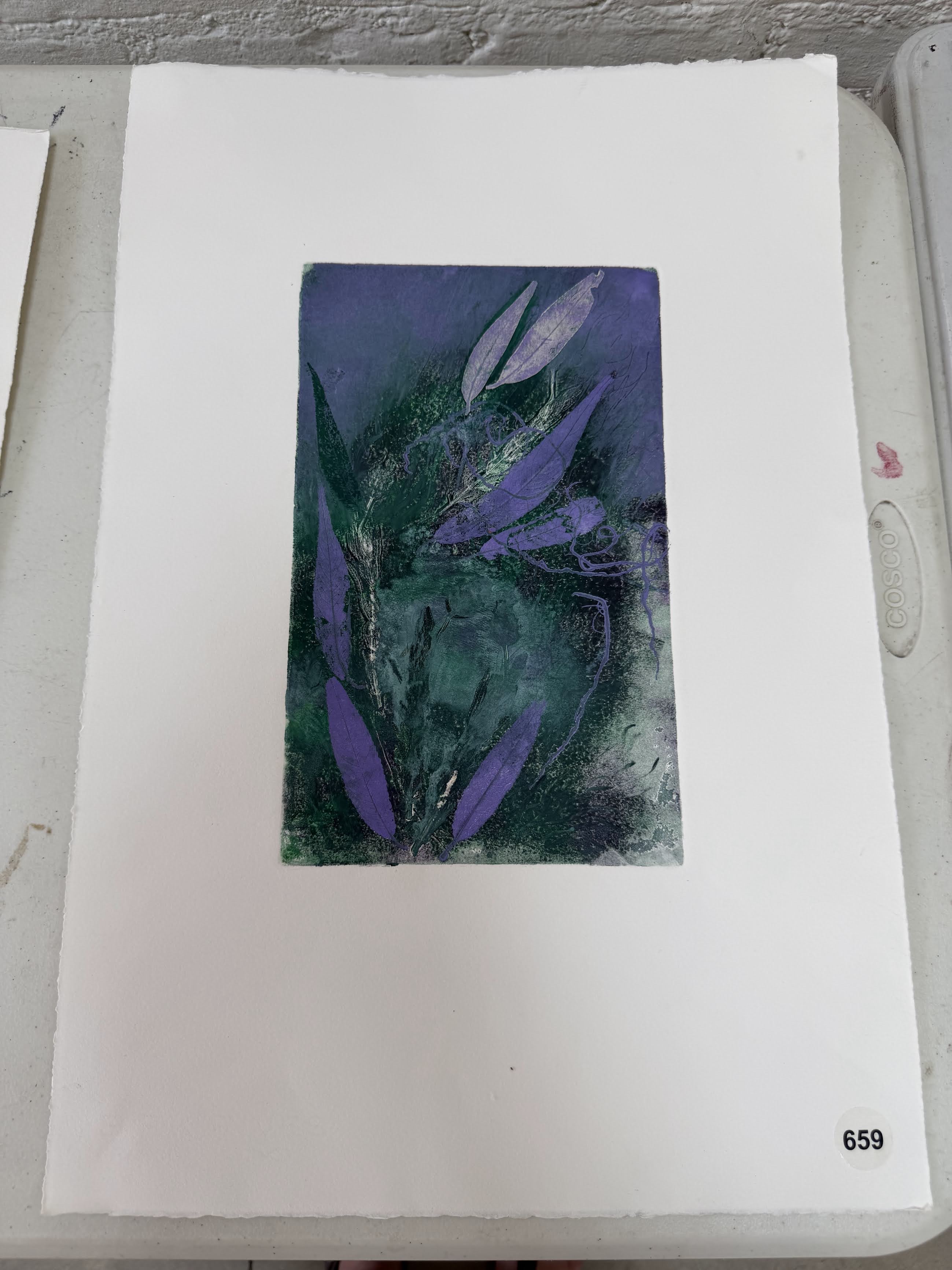 purple red eucalyptus