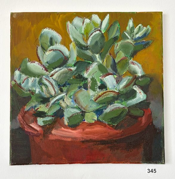 more succulents