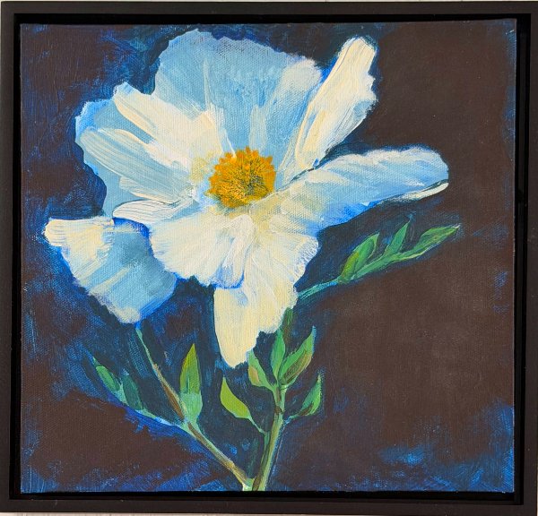 Matilija poppy